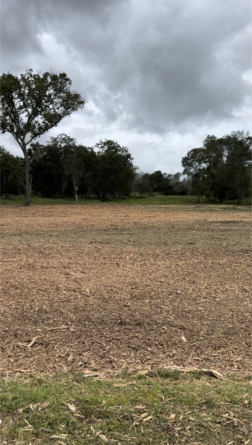 Pasture cleared and forestry mulched flat by Greenwood Land Services